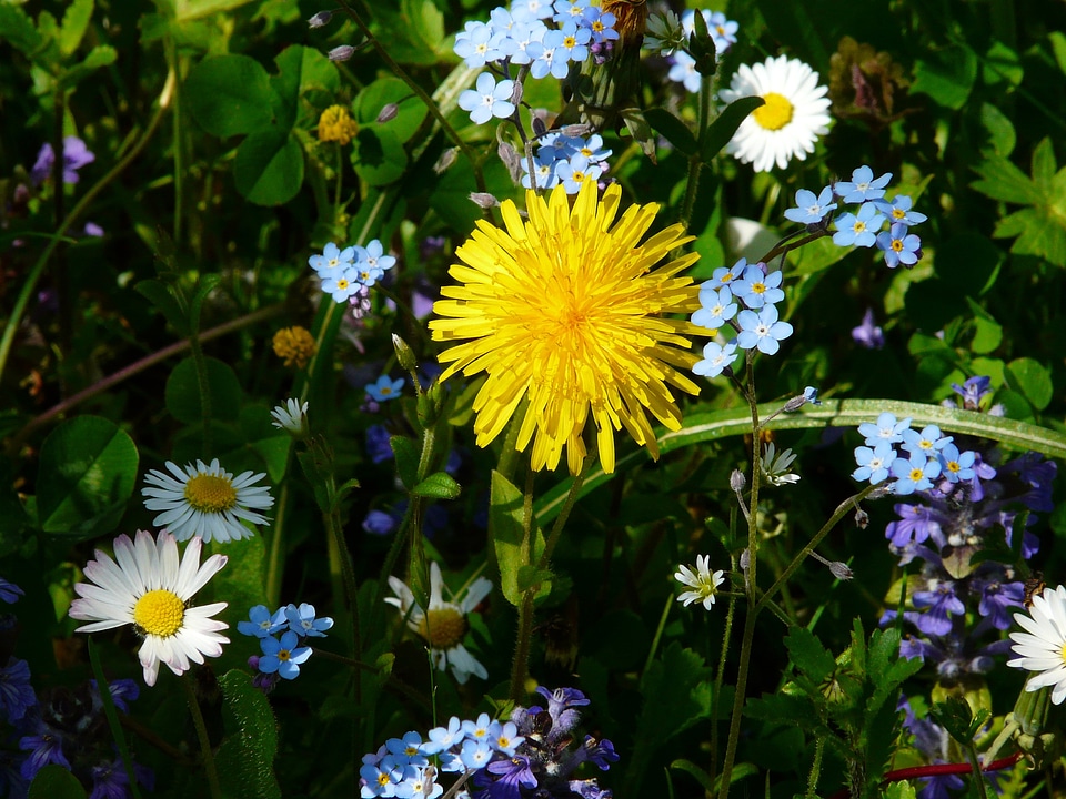 Wildflowers forget me not daisy