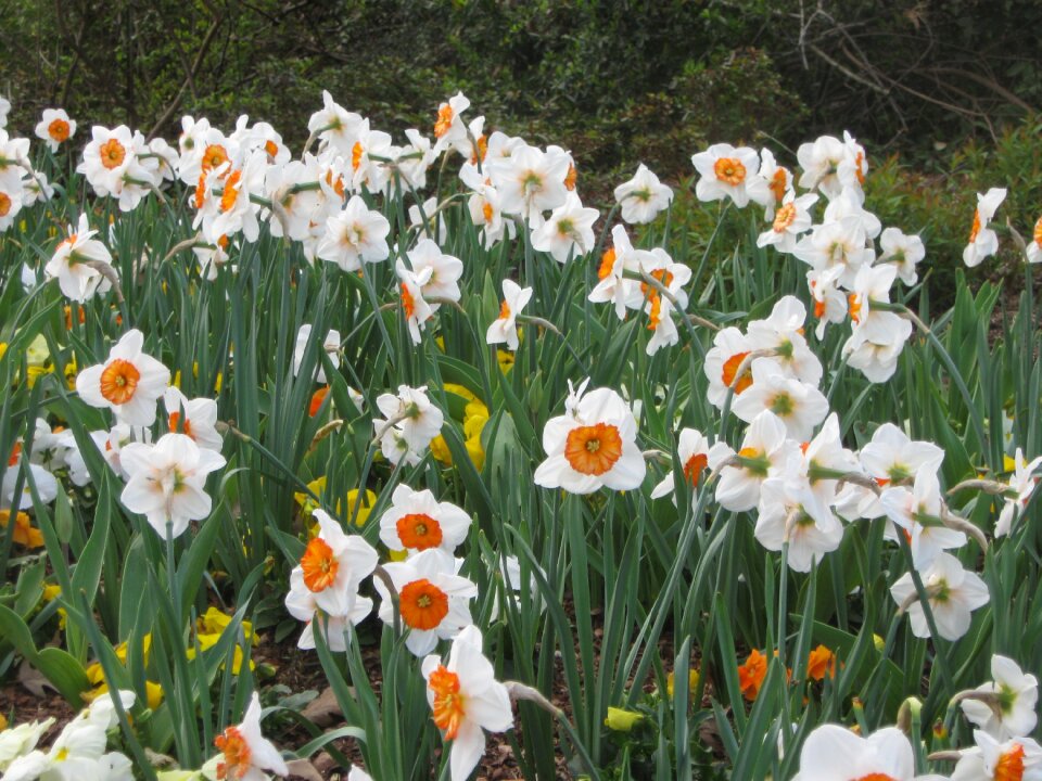 Spring field of flowers