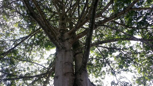 Nature tree trunk