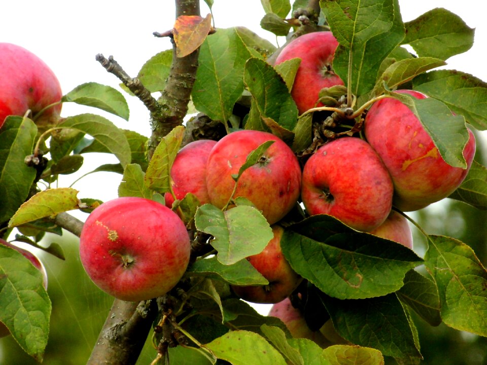 Fruits fruit healthy