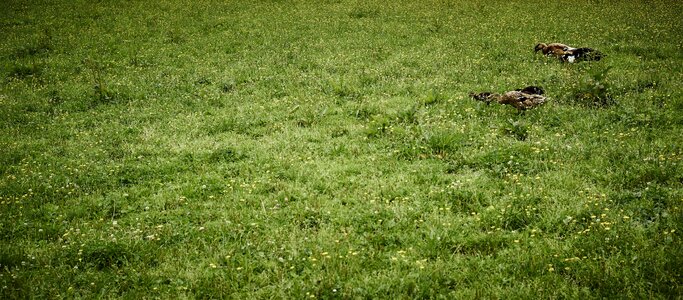 Grass water bird nature photo