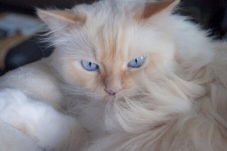 Pet domestic cat cat's eyes
