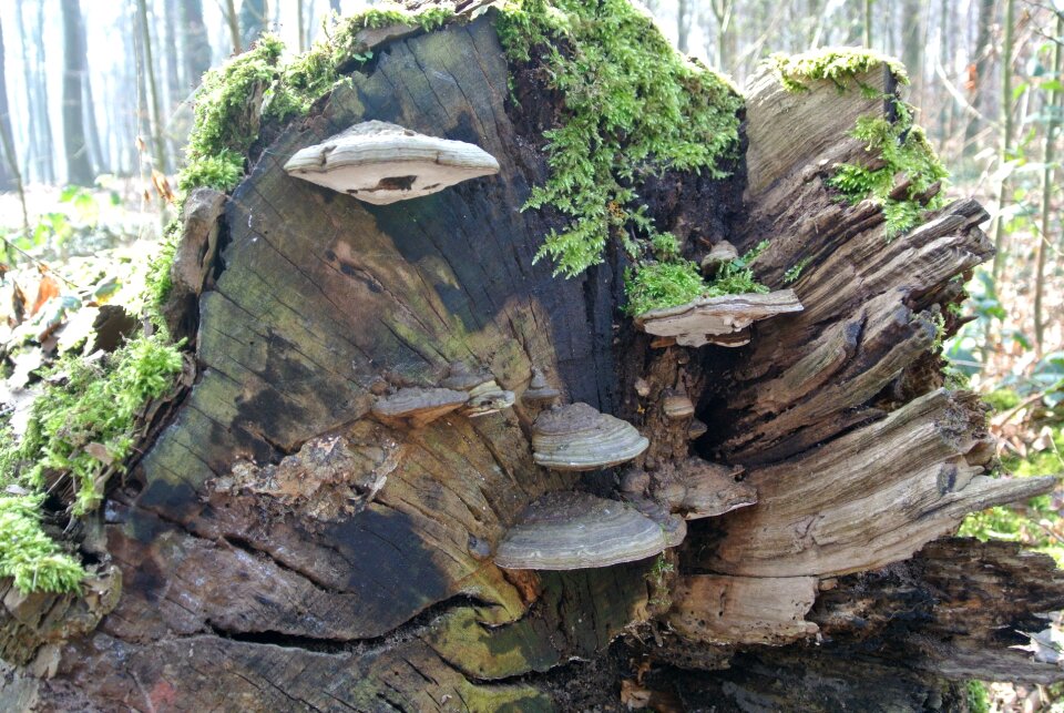 Nature mushrooms on tree tribe