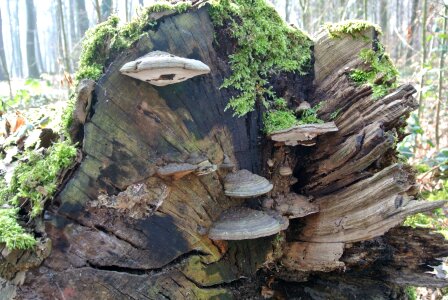 Nature mushrooms on tree tribe photo