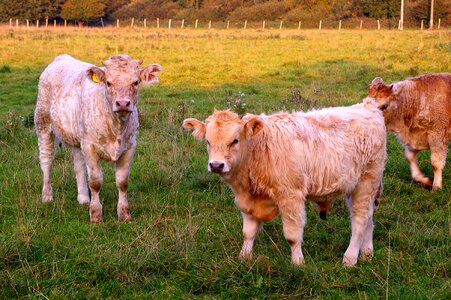 Nature china calf