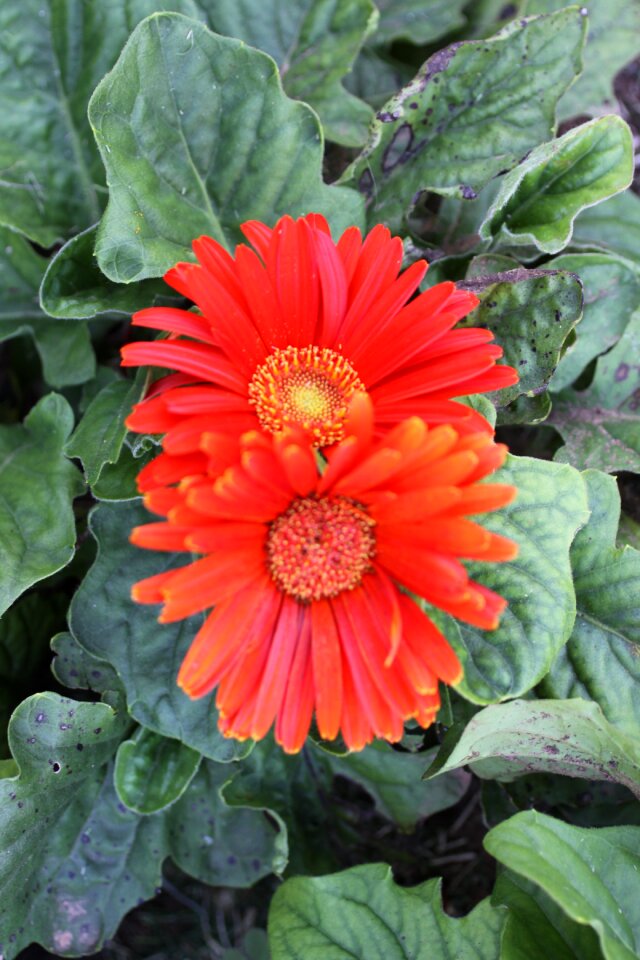 Summer colorful spring