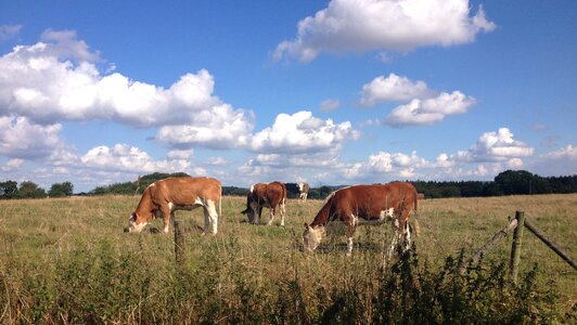 Field meadow summer