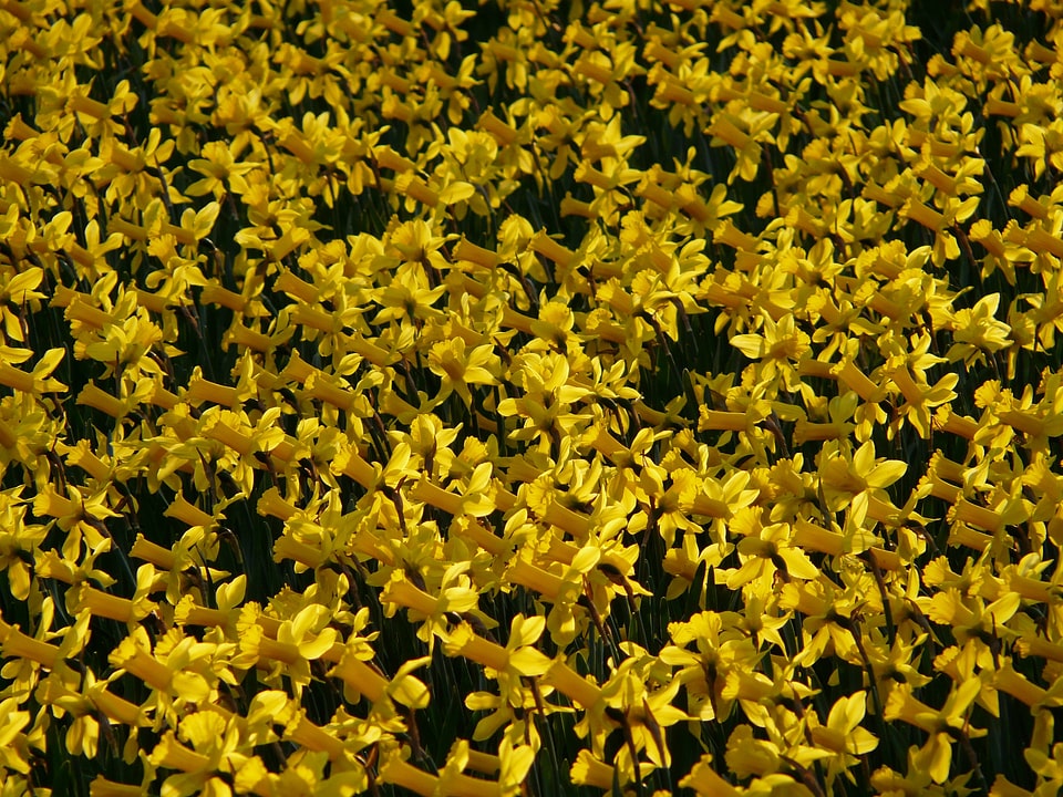 Plant flowers spring photo