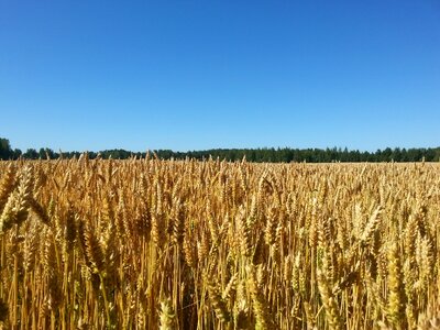 Finnish landscape agriculture photo