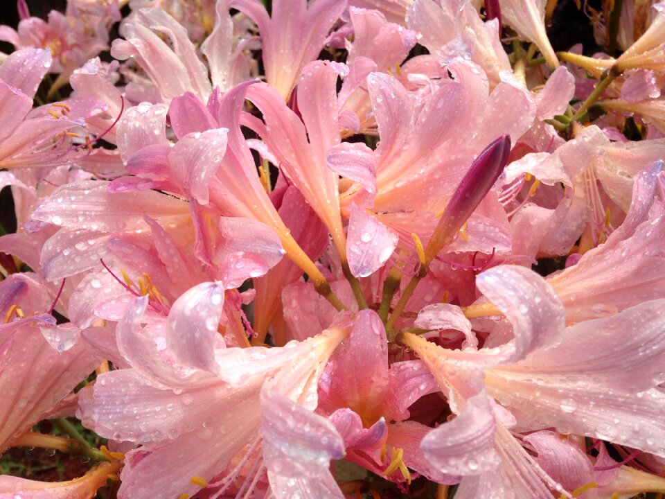 Petal spring flowers decoration