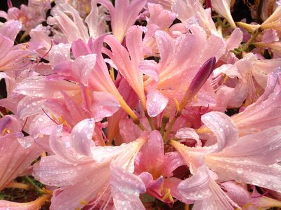 Petal spring flowers decoration