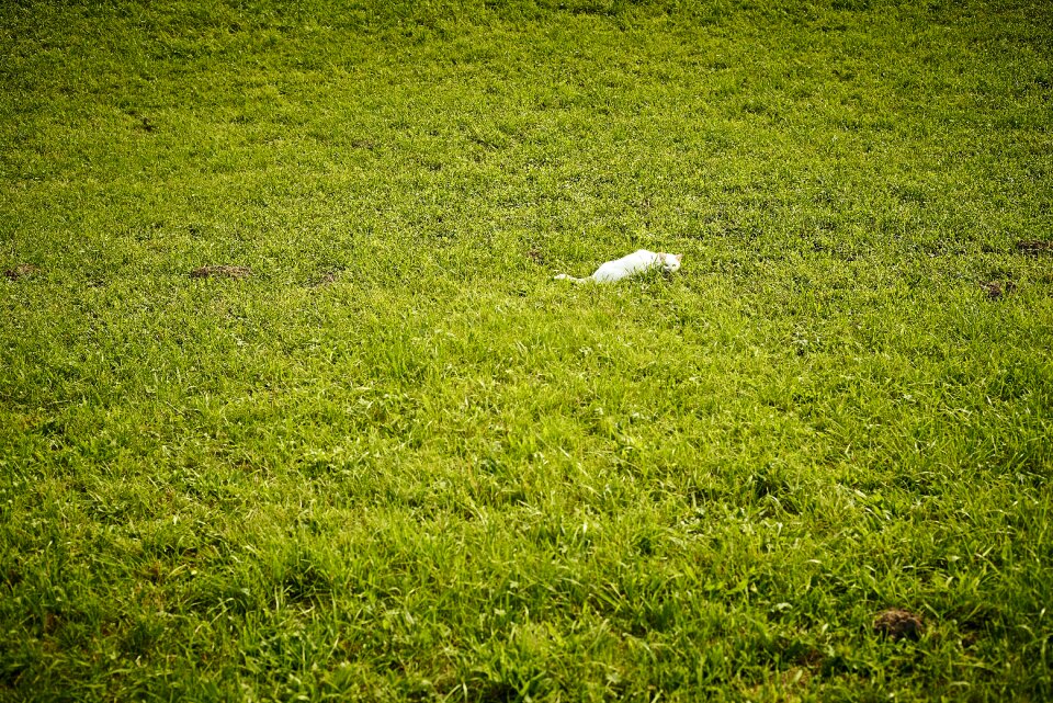 Grass domestic cat pet