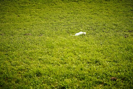 Grass domestic cat pet
