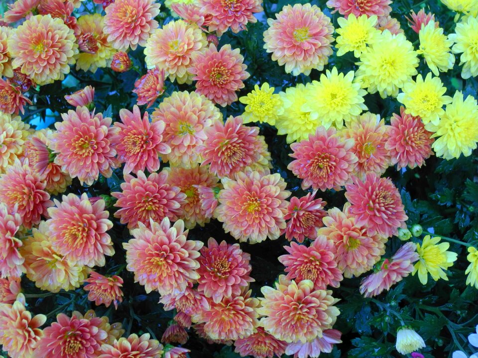 Yellow autumn the chrysanthemum