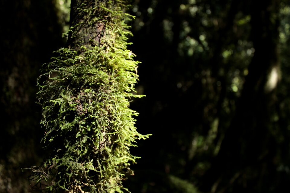 Natural scene growth