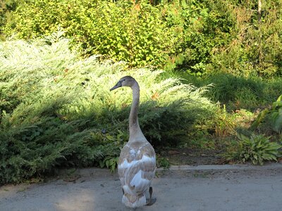 Feathered park nature