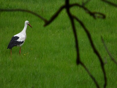 Nature elbtalaue field