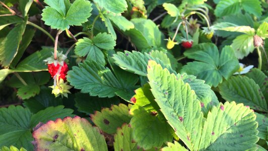 Garden nature strawberry