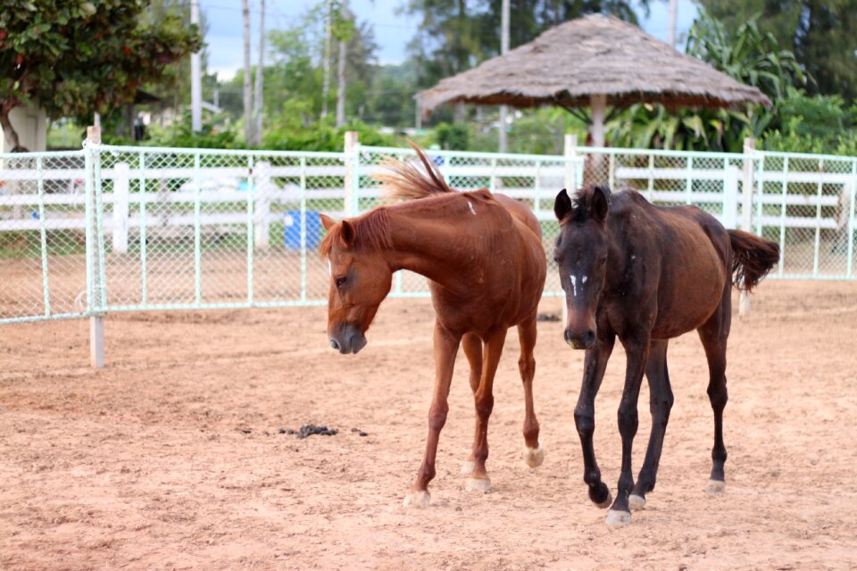 Horses a pair of horses stable