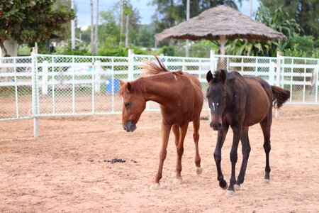 Horses a pair of horses stable photo