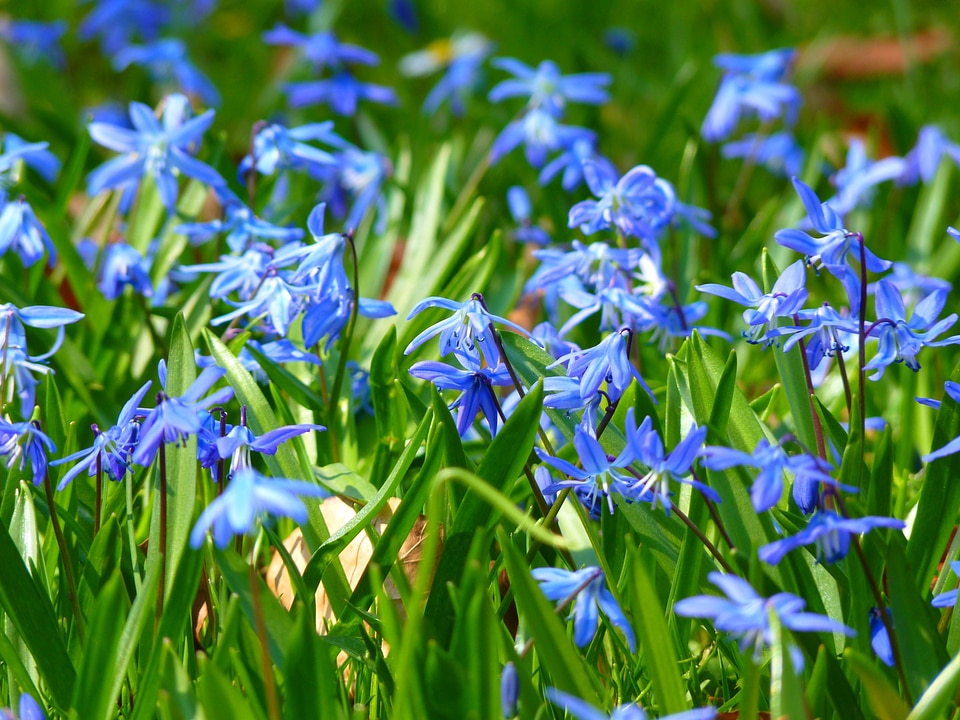 Blossom bloom spring flower