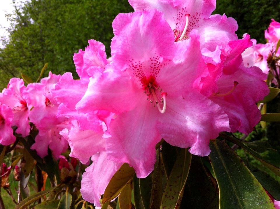 Garden pink flowers bloom