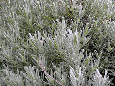 Lavender gray garden