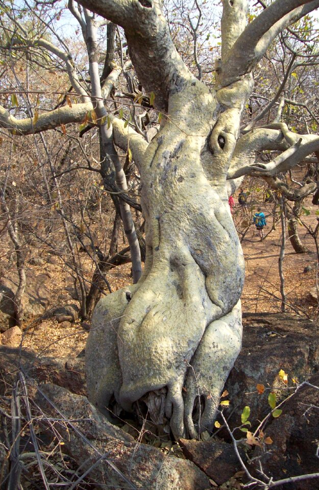 Branches thorn nature