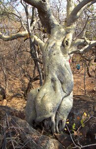 Branches thorn nature