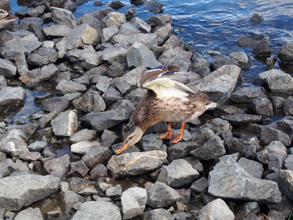 Duck water stones