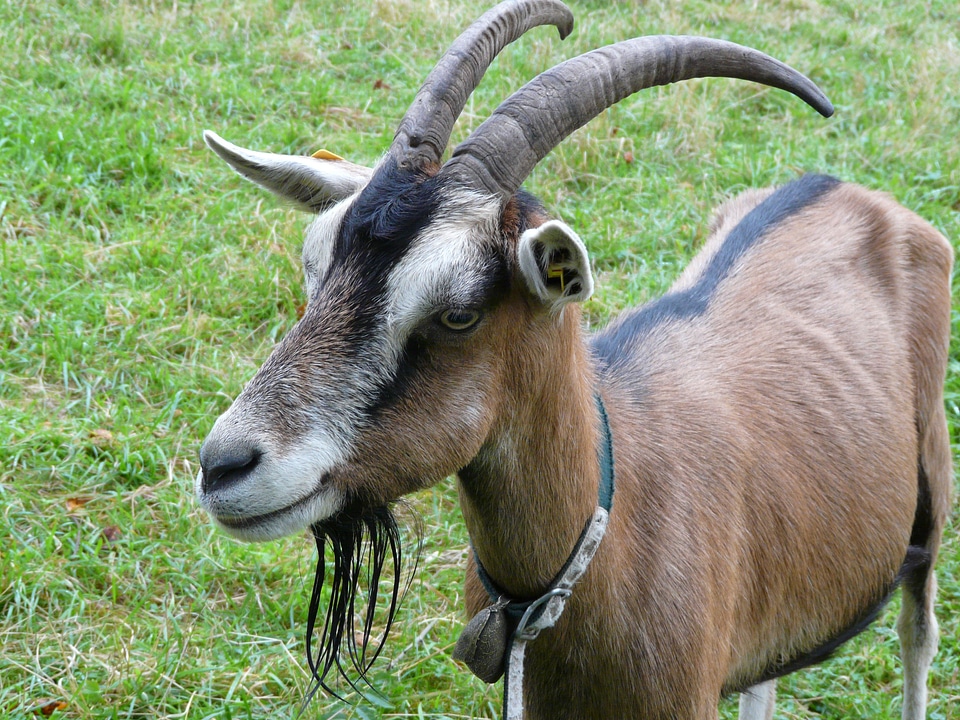 Horns domestic goat capra aegagrus hircus