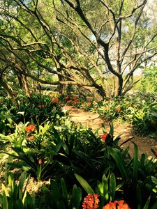 Green nature plant