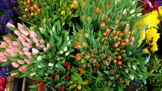 Nature colors florist