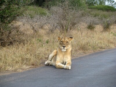 Wild africa road photo