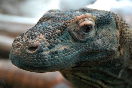 Animal nature zoo