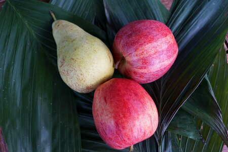 Red apple healthy fruits photo