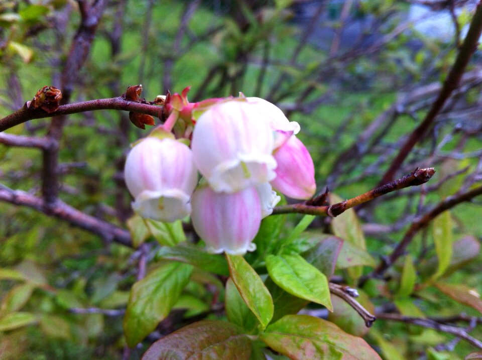 Nature floral plant
