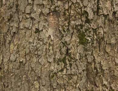 Trees nature tree bark