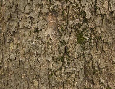 Trees nature tree bark photo