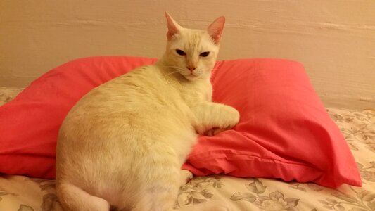 Pet animal sitting
