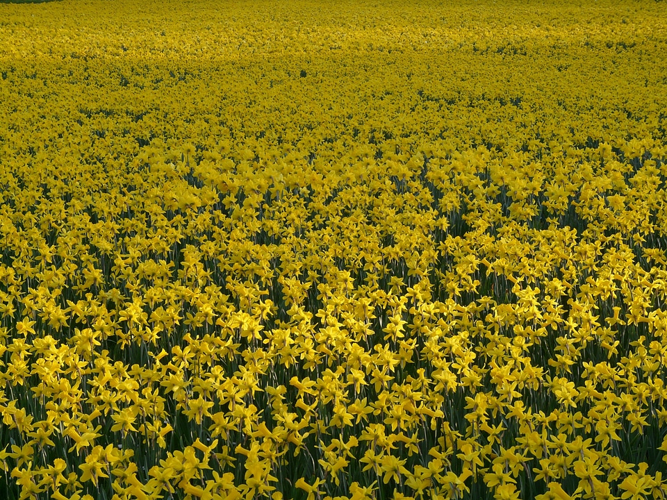Plant flowers spring