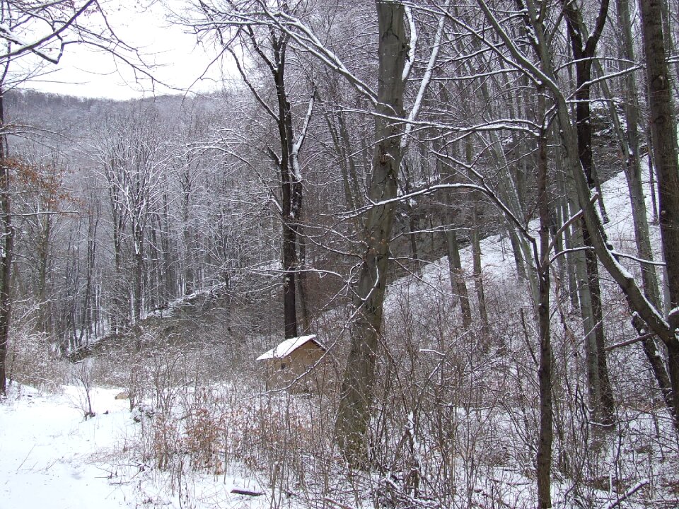 Beech forest trees snow