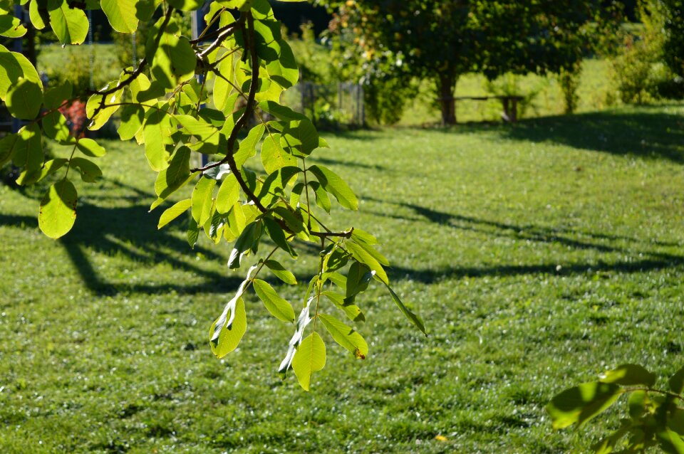 Leaves summer park