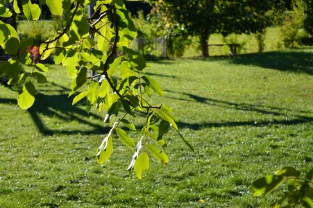 Leaves summer park
