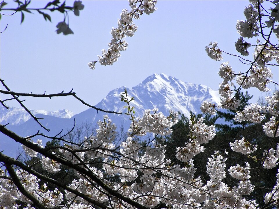 Kaikomagatake cherry blossoms spring