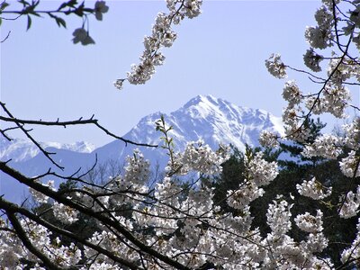 Kaikomagatake cherry blossoms spring photo