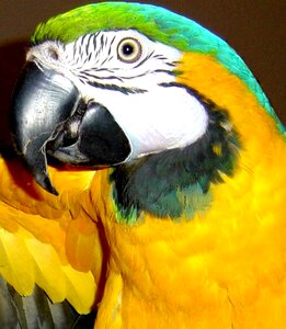 Parrot exotic bird tropical