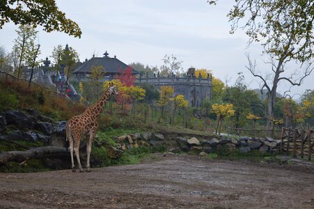 Animal pairi daiza photo