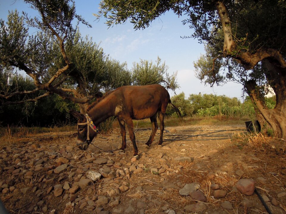 Landscape nature animal