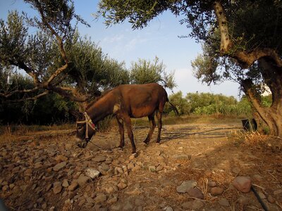 Landscape nature animal